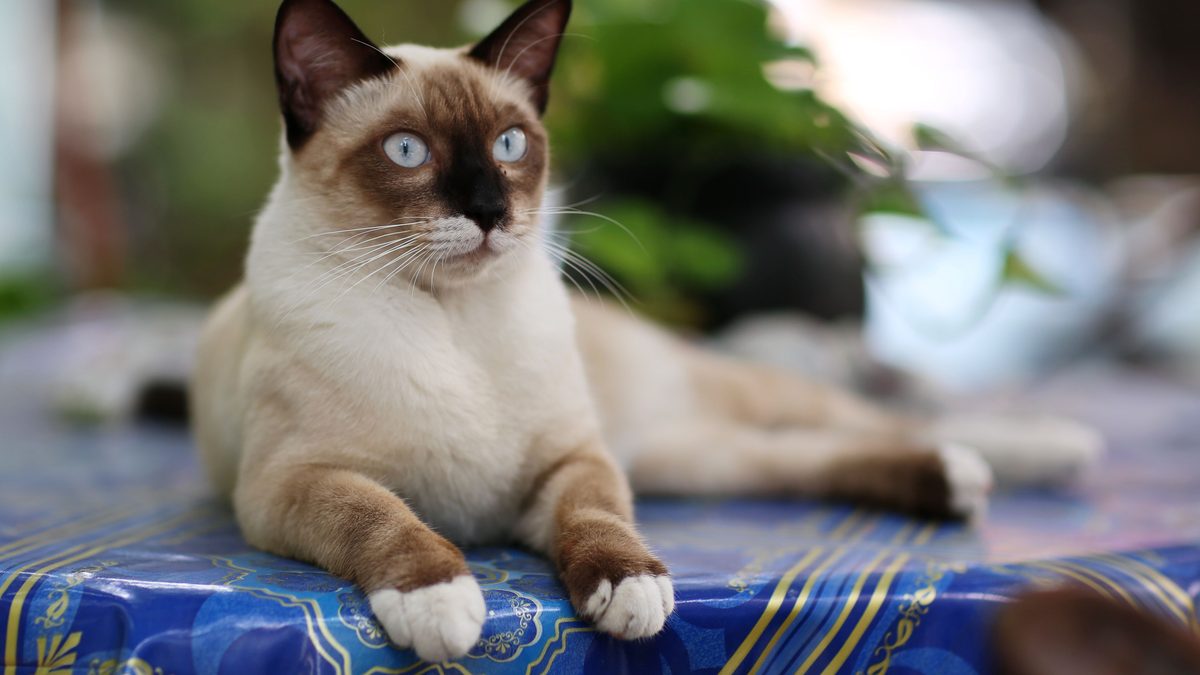 Gato siamés de ojos celestes echado sobre un mantel azul