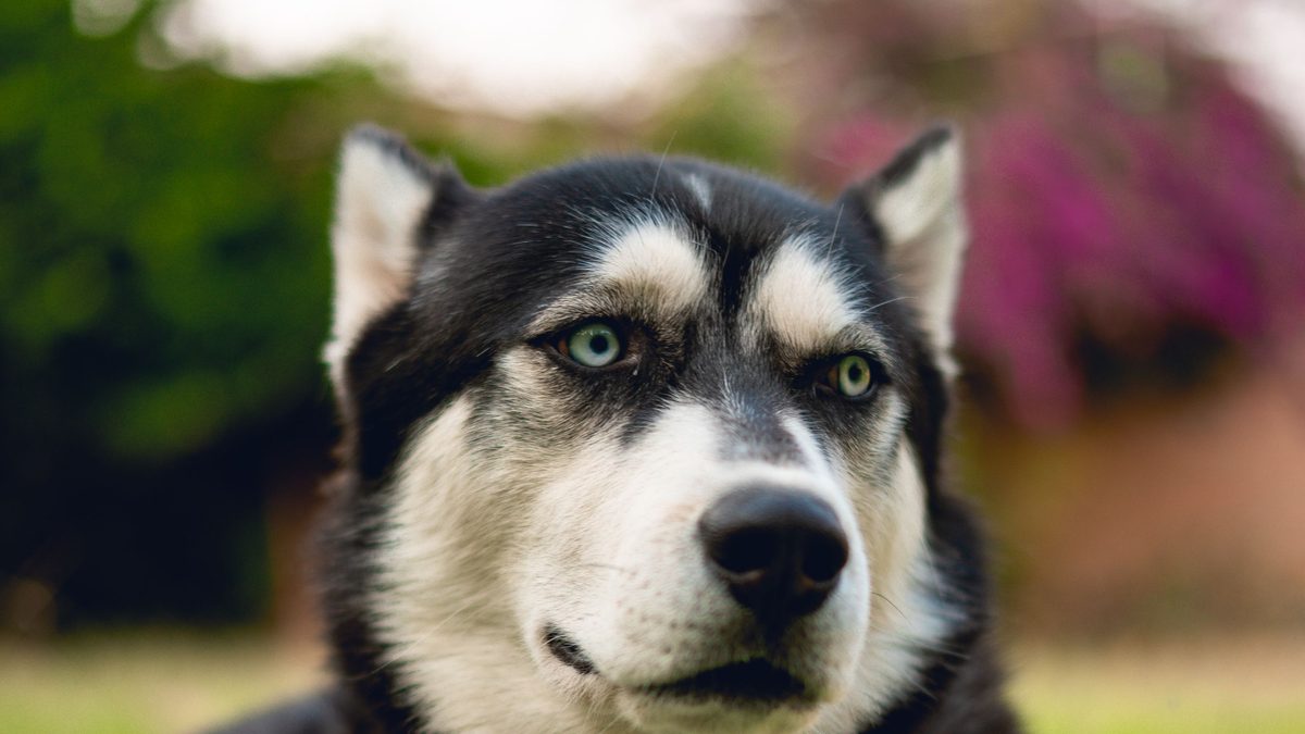 Husky siberiano blanco y negro de ojos claros, echado en el pasto