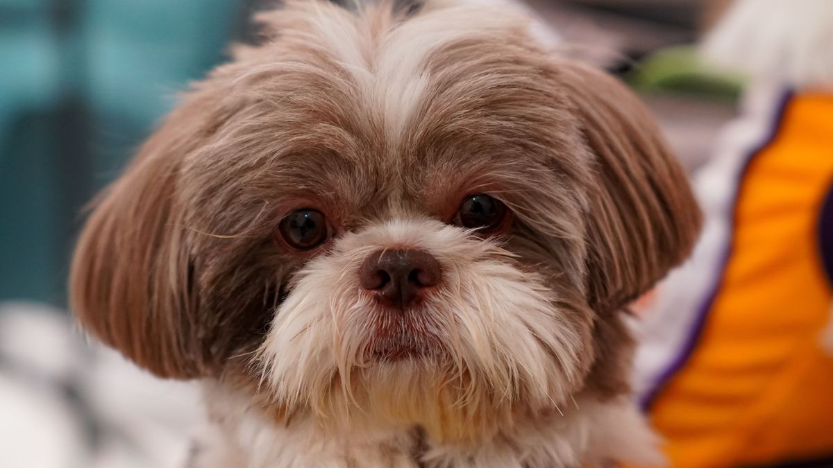 Shih Tzu looking at the camera