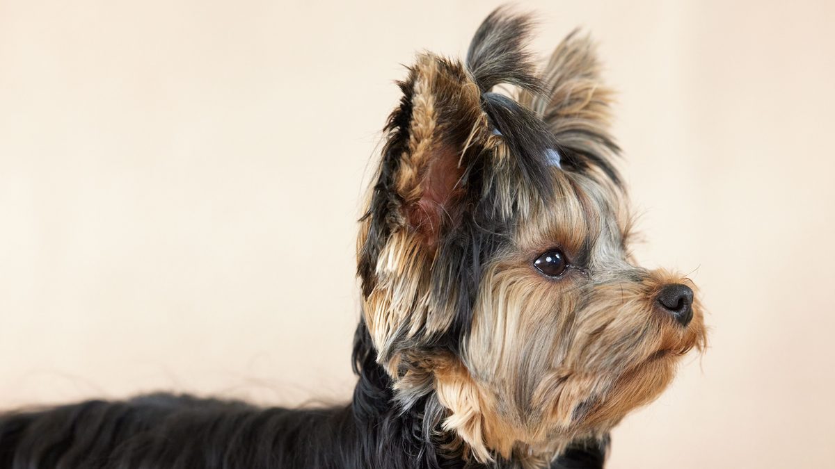 Yorkshire terrier de perfil con un moño en la cabeza, sobre fondo claro