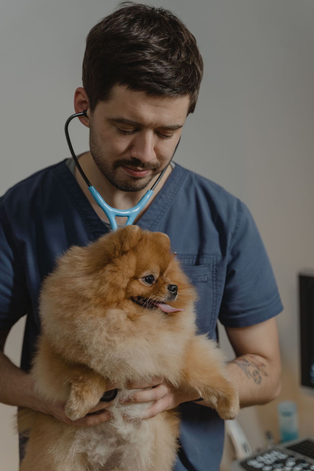 Vet examining a Pomeranian
