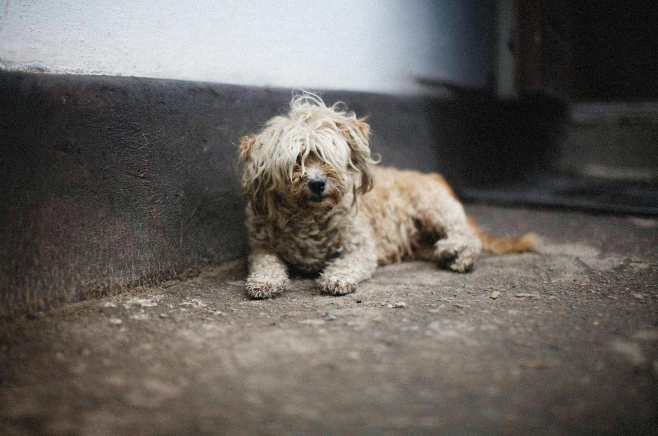 Perros adoptados corriendo felices – Kallpu adopciones responsables Perú