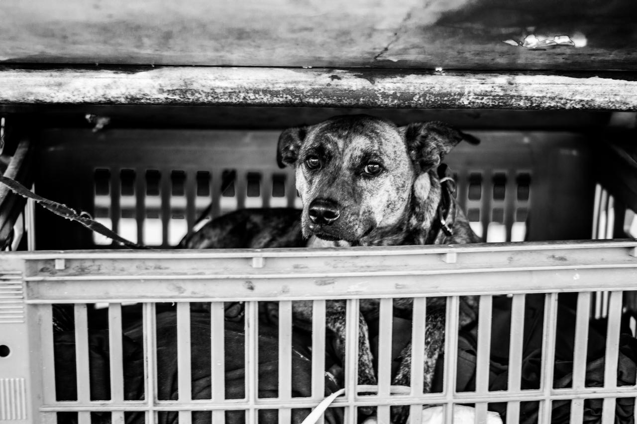 Perros adoptados corriendo felices – Kallpu adopciones responsables Perú