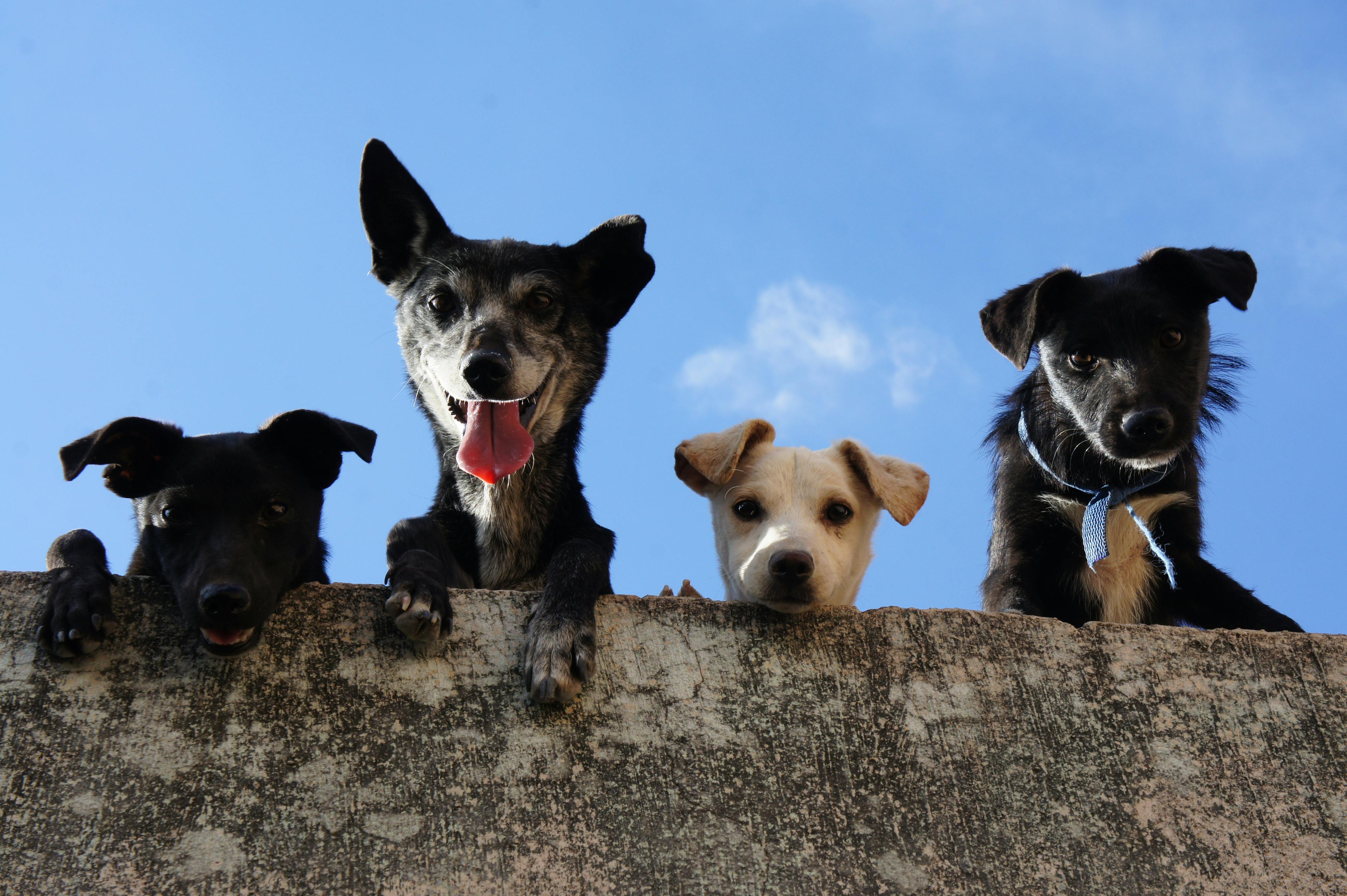 Perros adoptados corriendo felices – Kallpu adopciones responsables Perú